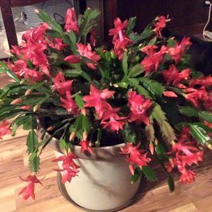 Meet your Posher, Jane